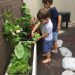 Kids tending to the garden